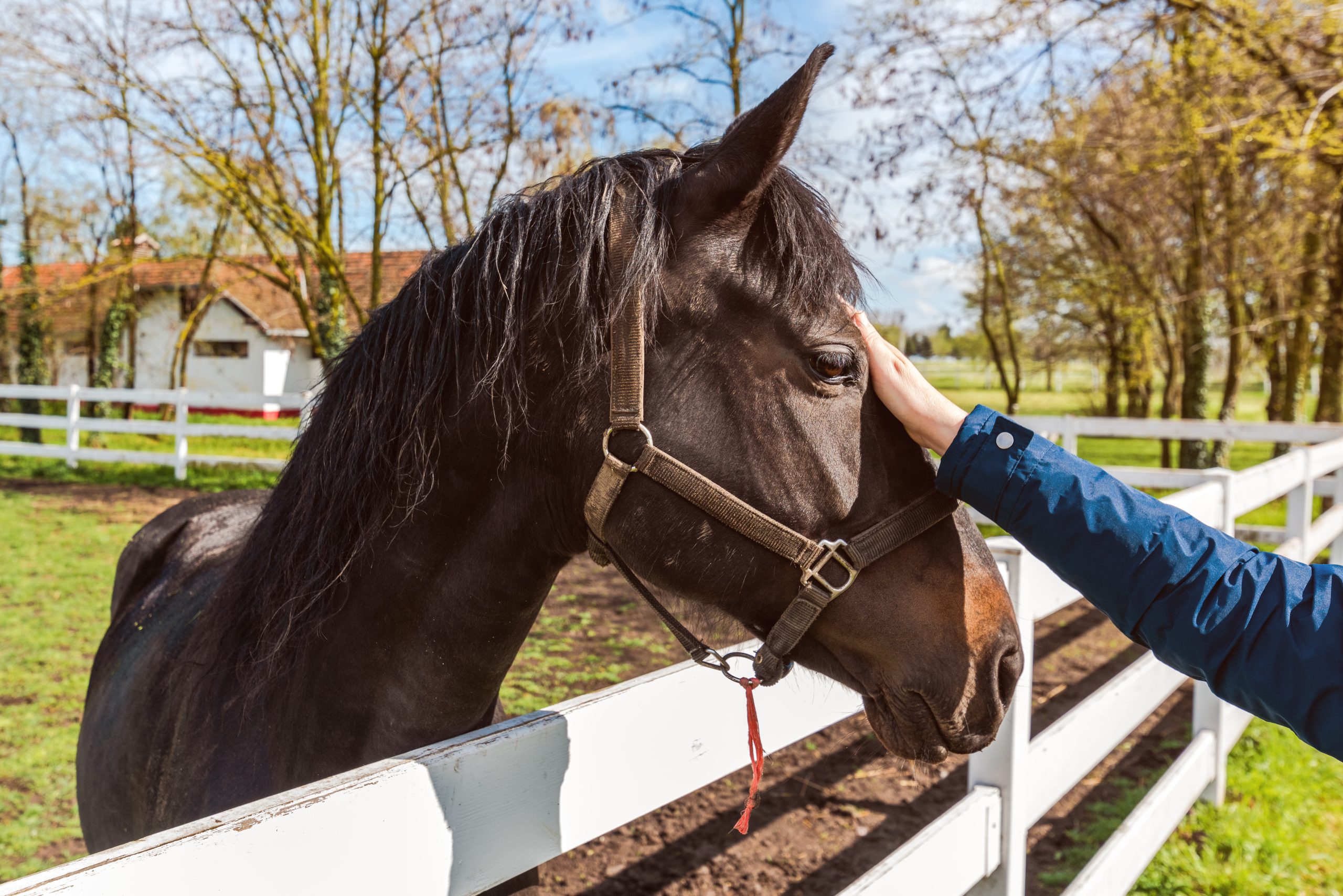 Equine Psychology Level 3 (QLS) Course